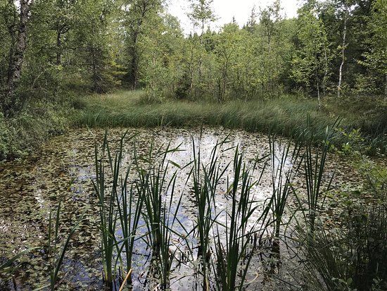 la Réserve Naturelle des Tourbières