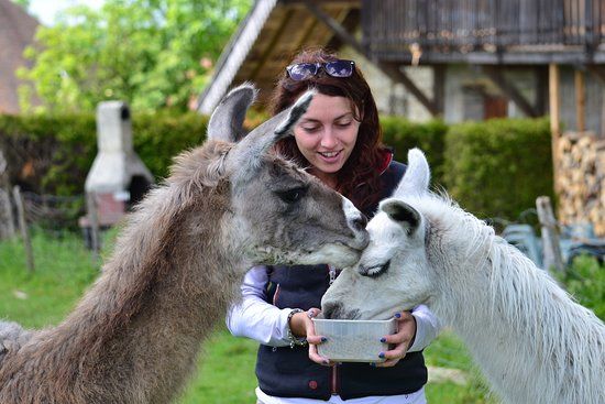 la Ferme aux Lamas du Doubs