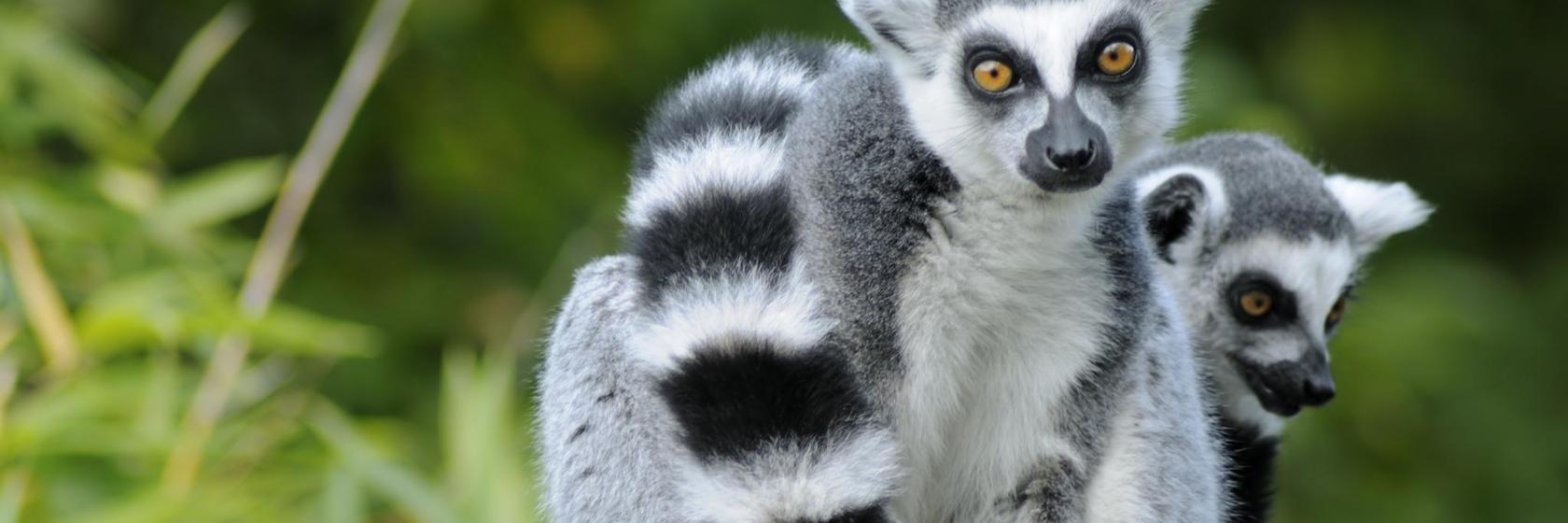 Touroparc Zoo